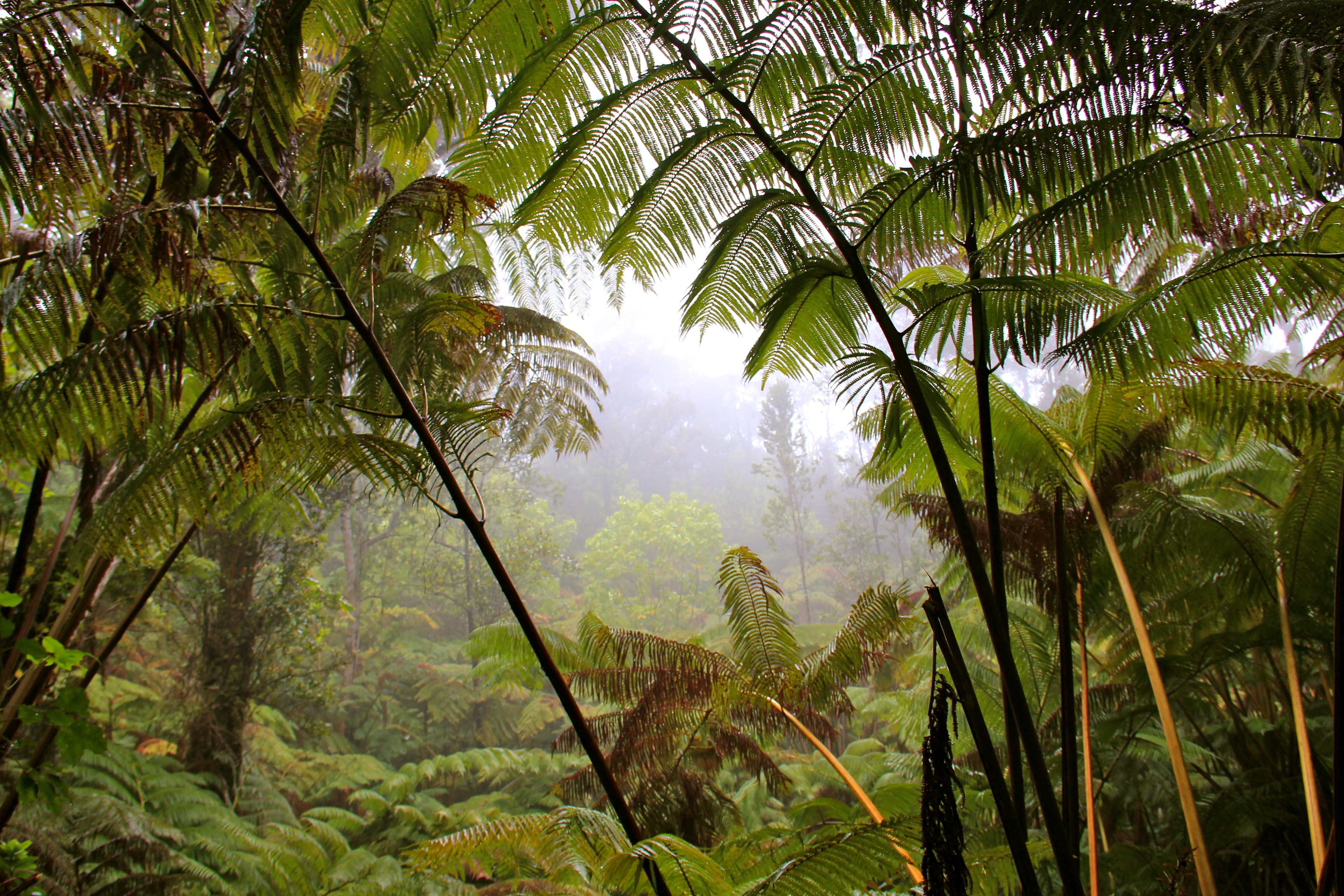 Lush tropical rainforest, Saint Lucia